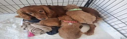 Cockapoo dogs for sale: RED COCKAPOO PUPS in Ripley - Advert 1