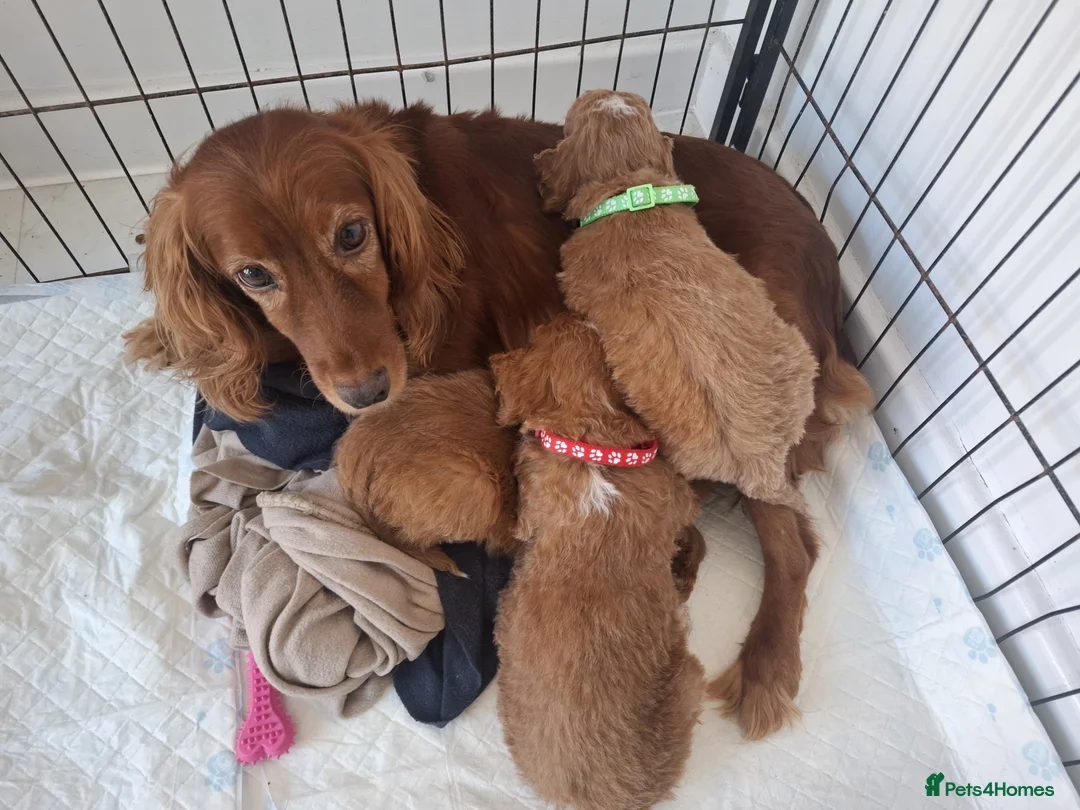 Cockapoo dogs for sale: RED COCKAPOO PUPS in Ripley - Advert 1