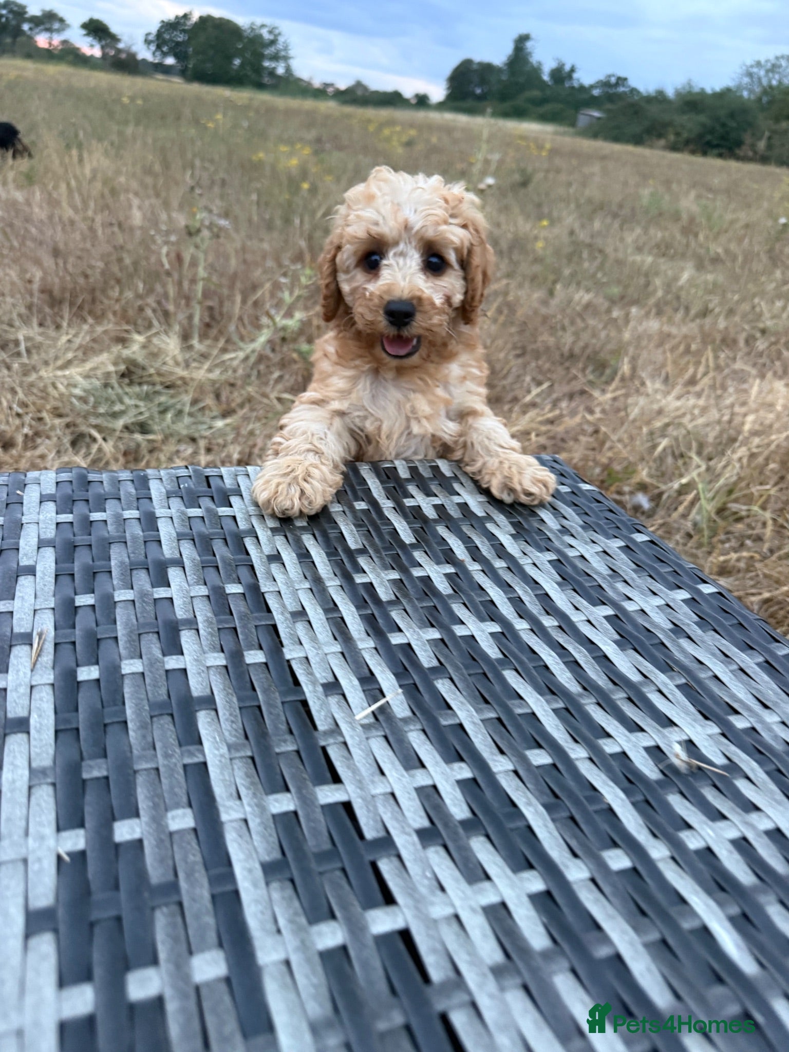 Cavapoo dogs DNA health tested Miniature Cavapoos 🌸  - Advert 12