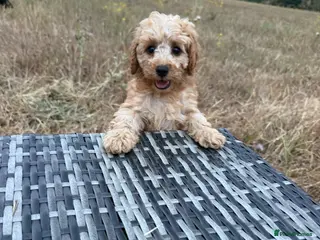 Cavapoo dogs DNA health tested Miniature Cavapoos 🌸 - Advert 12