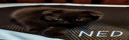 Mixed Breed cats for sale: Scottish Fold & Scottish straight Cross kittens  in Antrim - Advert 8