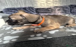 French Bulldog dogs for sale: Amazing french bulldog  - Image 4