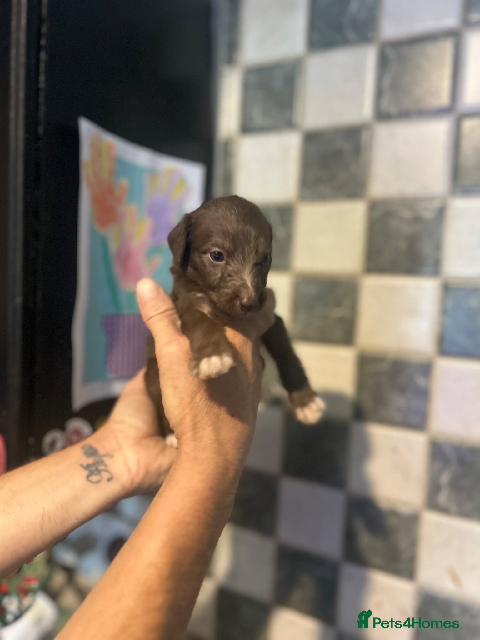 Mixed Breed dogs for sale: 11 gorgeous bedlington whippet pups  - Advert 11