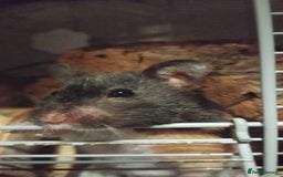 Hamster rodents for sale: 🐹 Female Syrian Hamster available for adoption🐹 - Advert 3