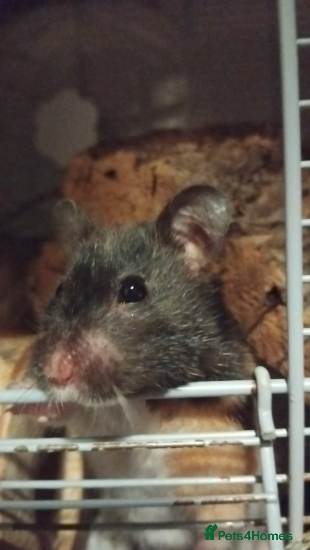 Hamster rodents for sale: 🐹 Female Syrian Hamster available for adoption🐹 - Advert 3