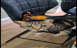 British Shorthair cats for sale: Female cat free to good home - Image 4