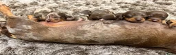 Miniature Dachshund dogs for sale: Miniature Dachshund puppies for sale - Advert 11