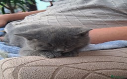 British Longhair cats for sale: Beautiful British longhair kittens  - Image 2