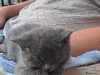 British Longhair cats - Advert 13