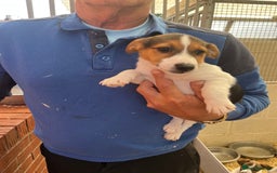 Jack Russell dogs for sale: Jack Russell pups in Bilston - Image 4