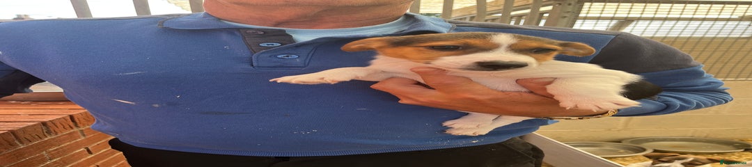 Jack Russell Puppy 5