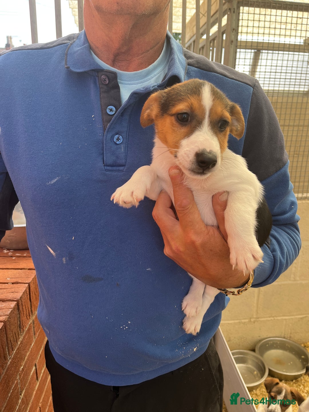 Jack Russell dogs for sale: Jack Russell pups in Bilston - Image 4