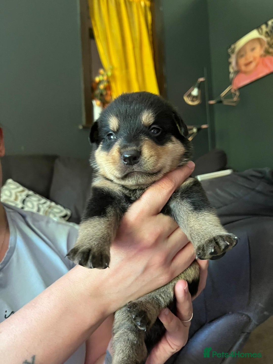 Mixed Breed dogs for sale: 9 beautiful rottweiler cross german shepherd pups - Image 8