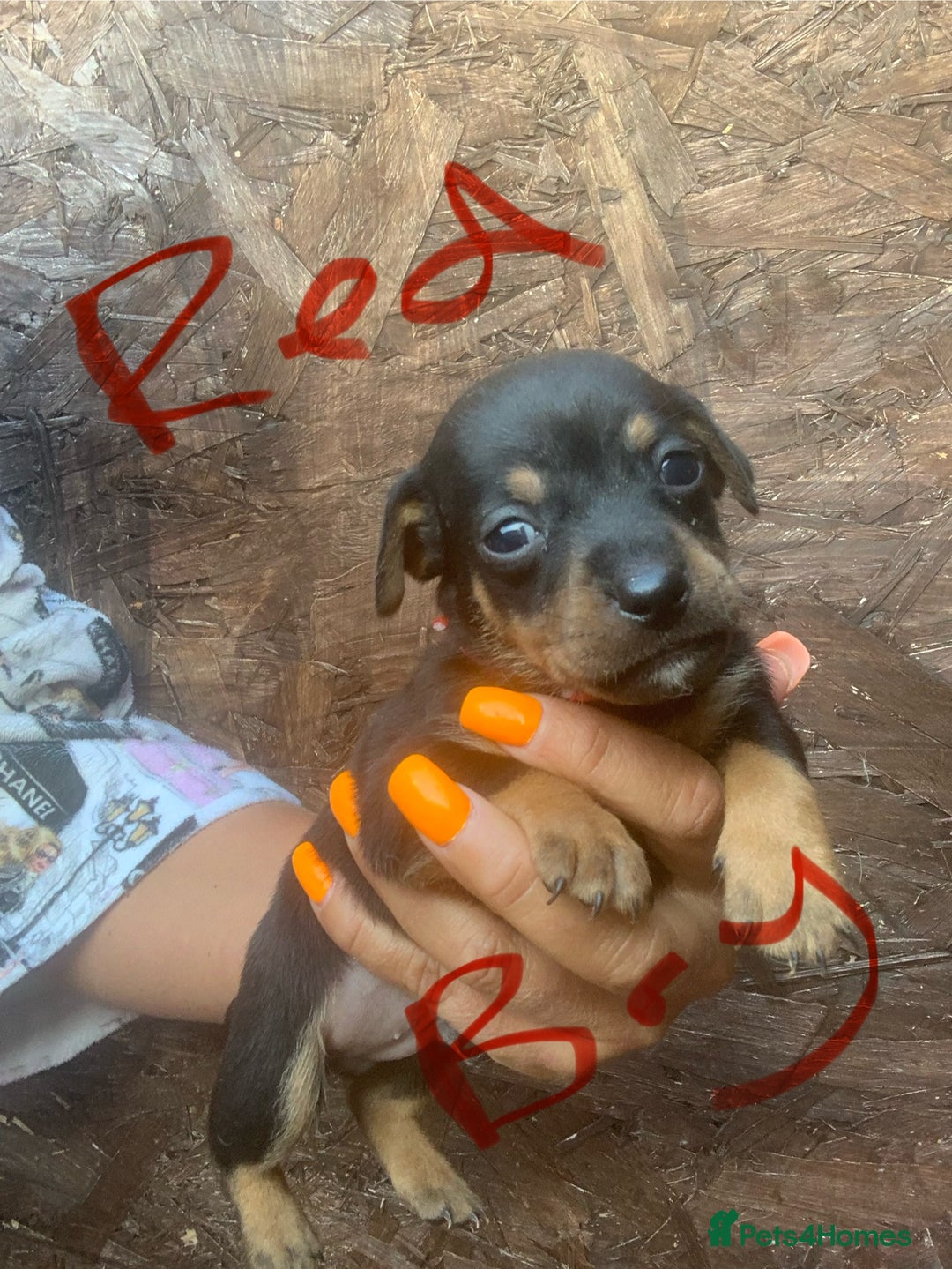 Jack Russell dogs for sale: Beautiful jack Russell puppies  - Image 5