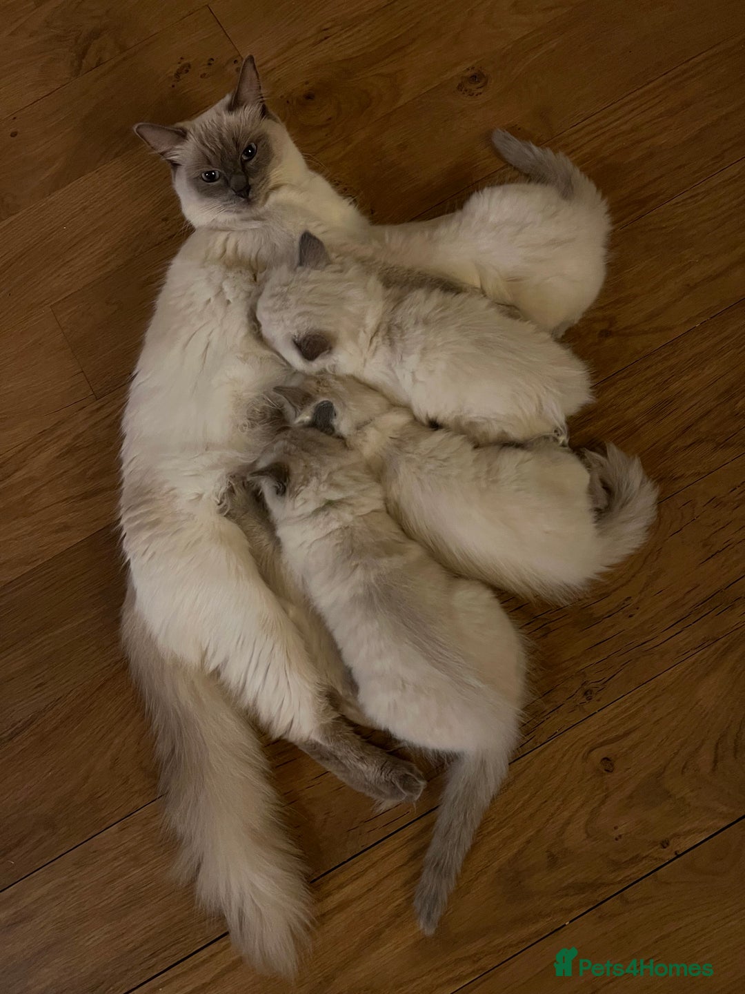 Ragdoll cats for sale: Beautiful blue point kittens - Advert 2