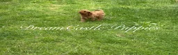 Cavapoo dogs for sale: Deep red Teddy Cavapoo ready now - Advert 7