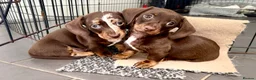 Miniature Dachshund dogs for sale: Stunning dapple boy - Advert 5