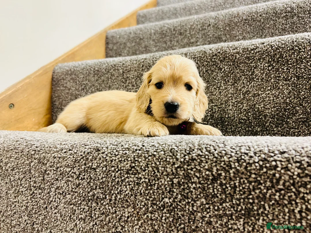 Miniature Dachshund dogs for sale: Cream Longhaired Mini Dachshunds - Advert 2