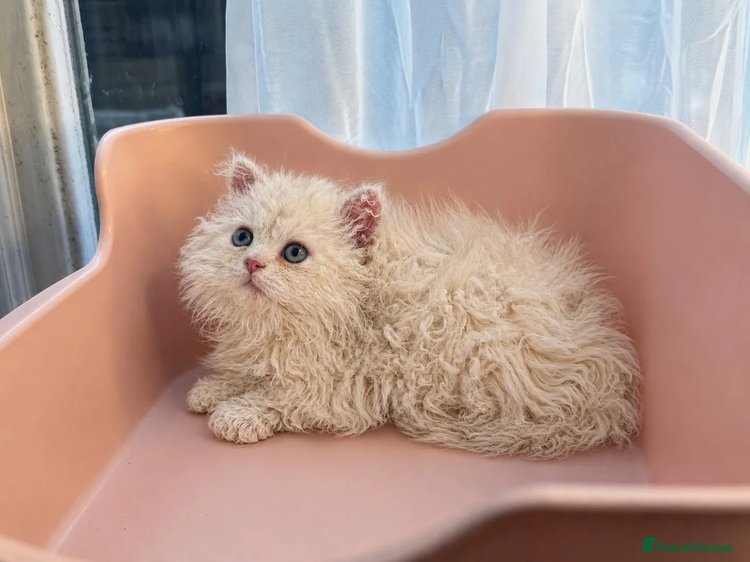 Selkirk Rex cats for sale: Gorgeous Selkirk Rex Kittens- Long Curly hair - Advert 2