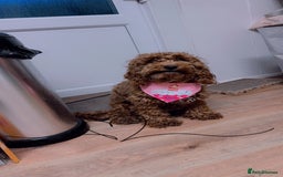 Cockapoo dogs for sale: Nova the Cockapoo  - Image 3