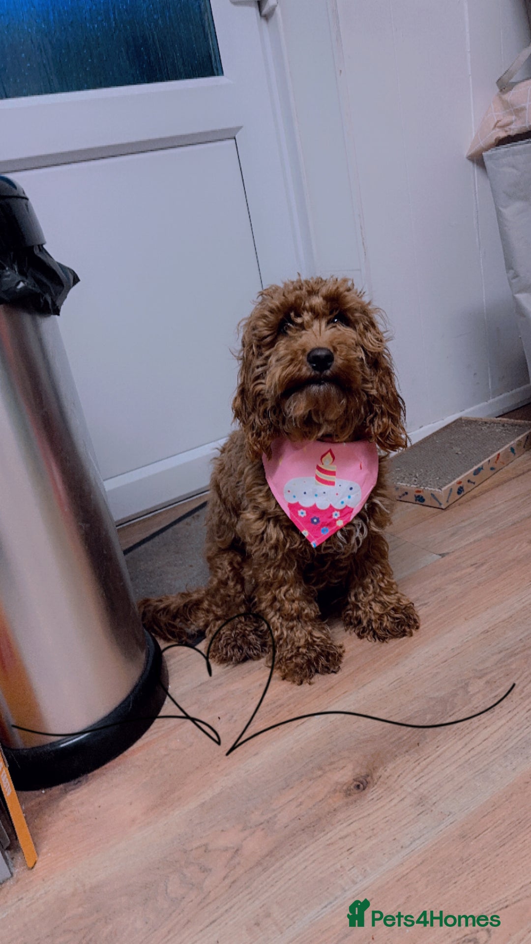 Cockapoo dogs for sale: Nova the Cockapoo  - Image 3