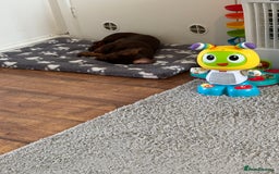 Dachshund dogs for sale: Puppy  - Image 5