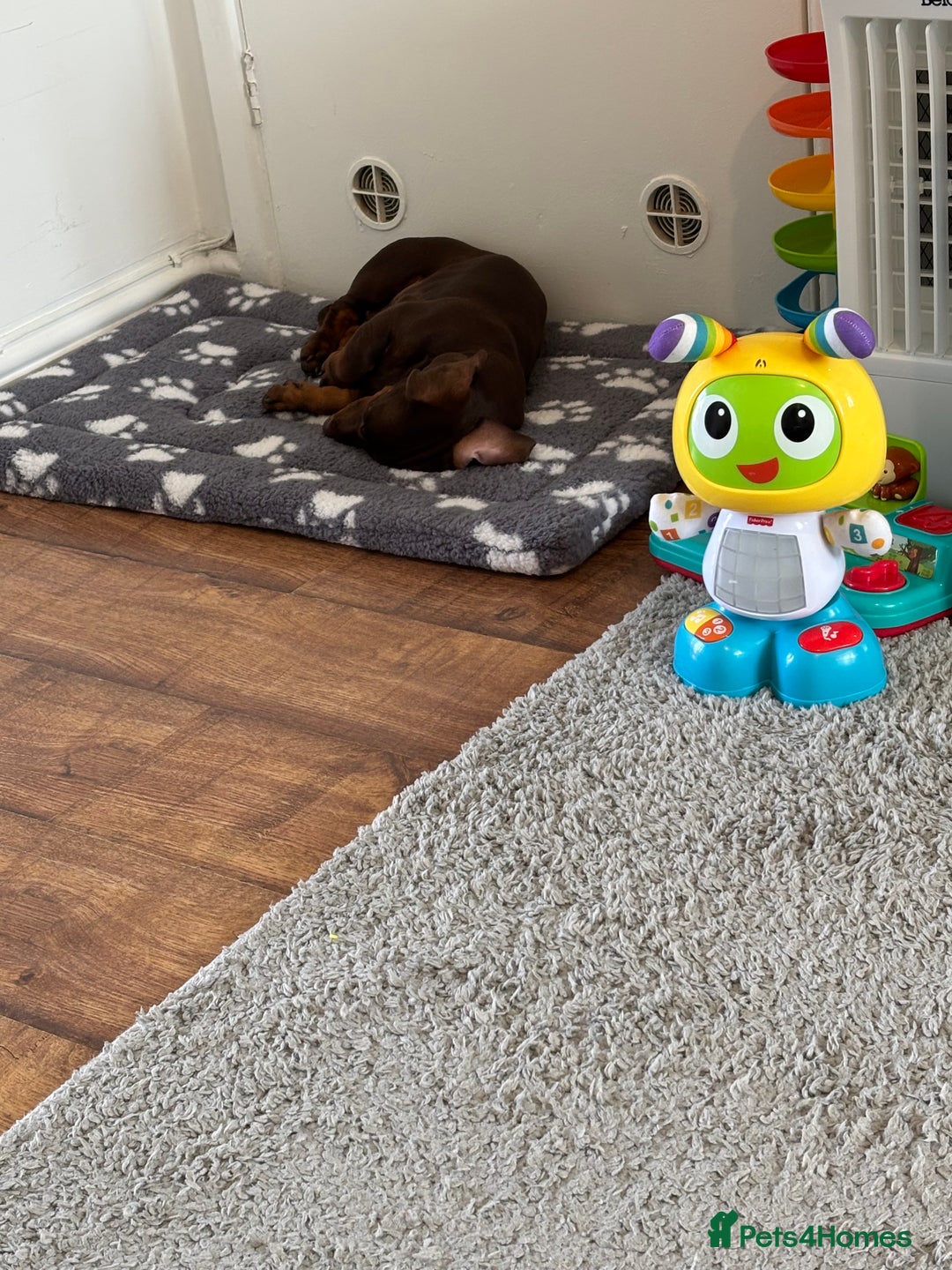 Dachshund dogs for sale: Puppy  - Image 5