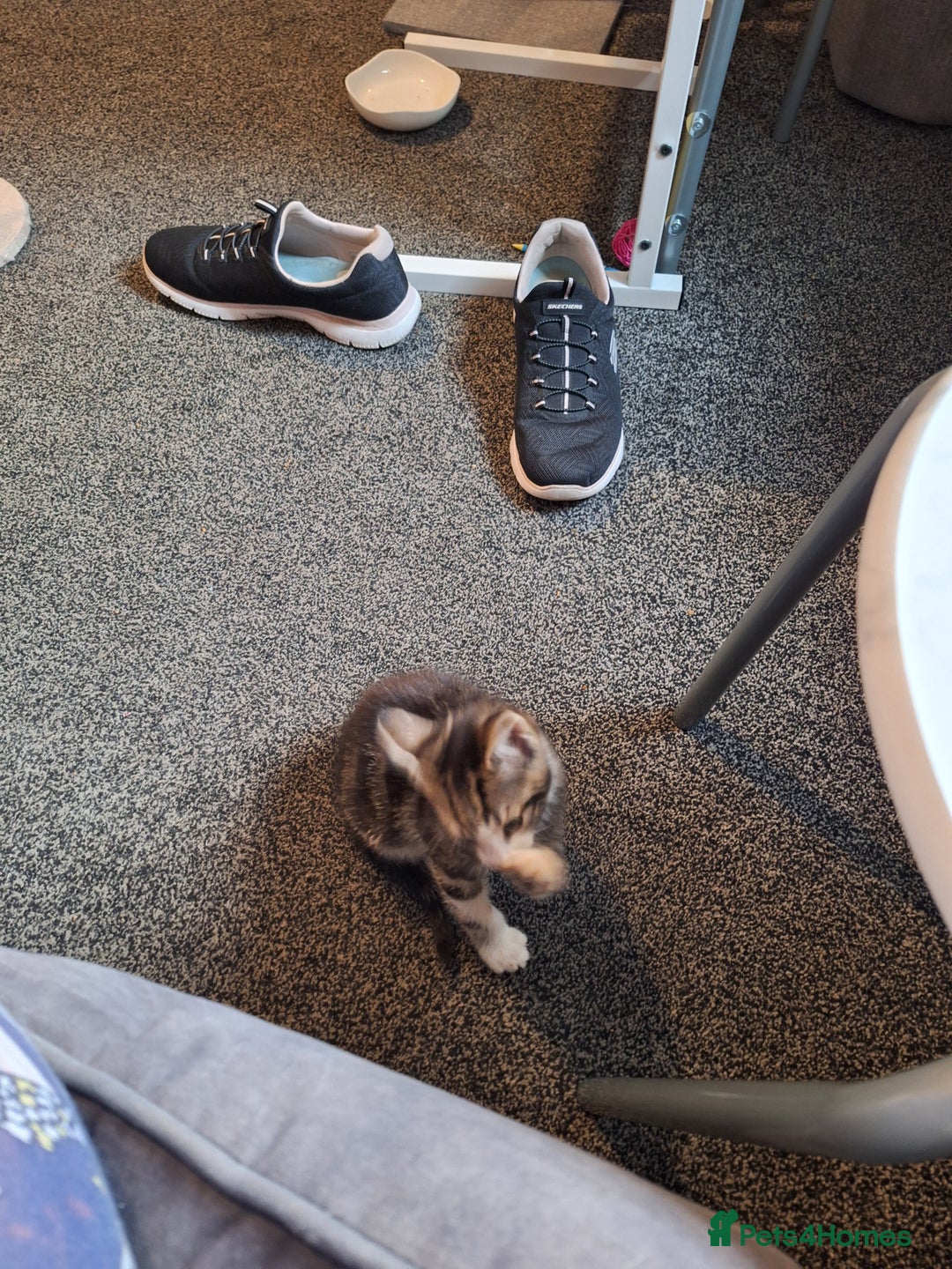 Mixed Breed cats for sale: 11 week old little boy - Image 4