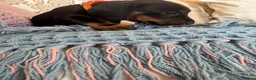 Miniature Dachshund dogs for sale: Miniature dachshunds for sale in Witney - Advert 9