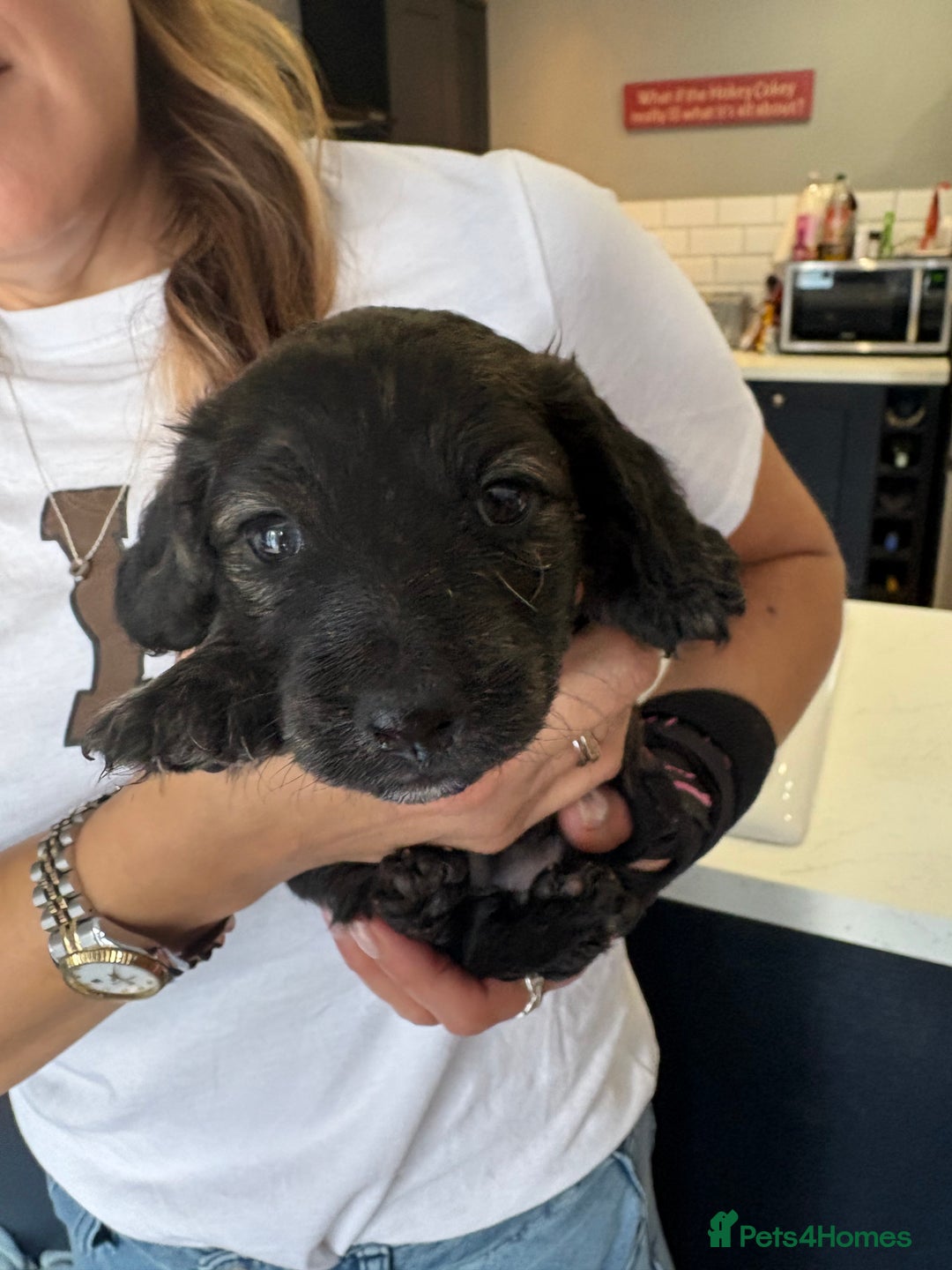 Miniature Dachshund dogs for sale: 5 Delicious Miniature Dachshund  - Image 6