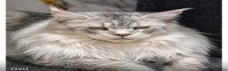 Maine Coon cats for sale: Sweet Maine coons TICA Register  - Advert 7
