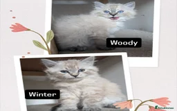Siberian cats for sale: Litter "W" Neva Masquerade - Image 21