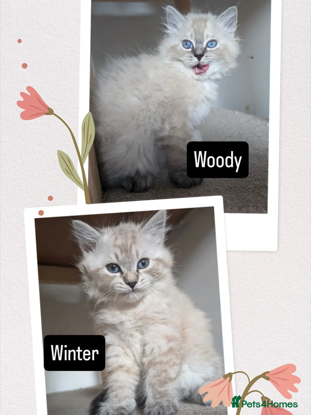 Siberian cats for sale: Litter "W" Neva Masquerade - Image 21