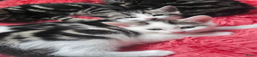 without breed