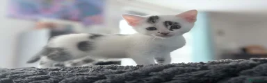 Mixed Breed Kitten 3