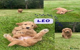 Australian Labradoodle dogs for sale: Australian Labradoodle puppies  - Image 26