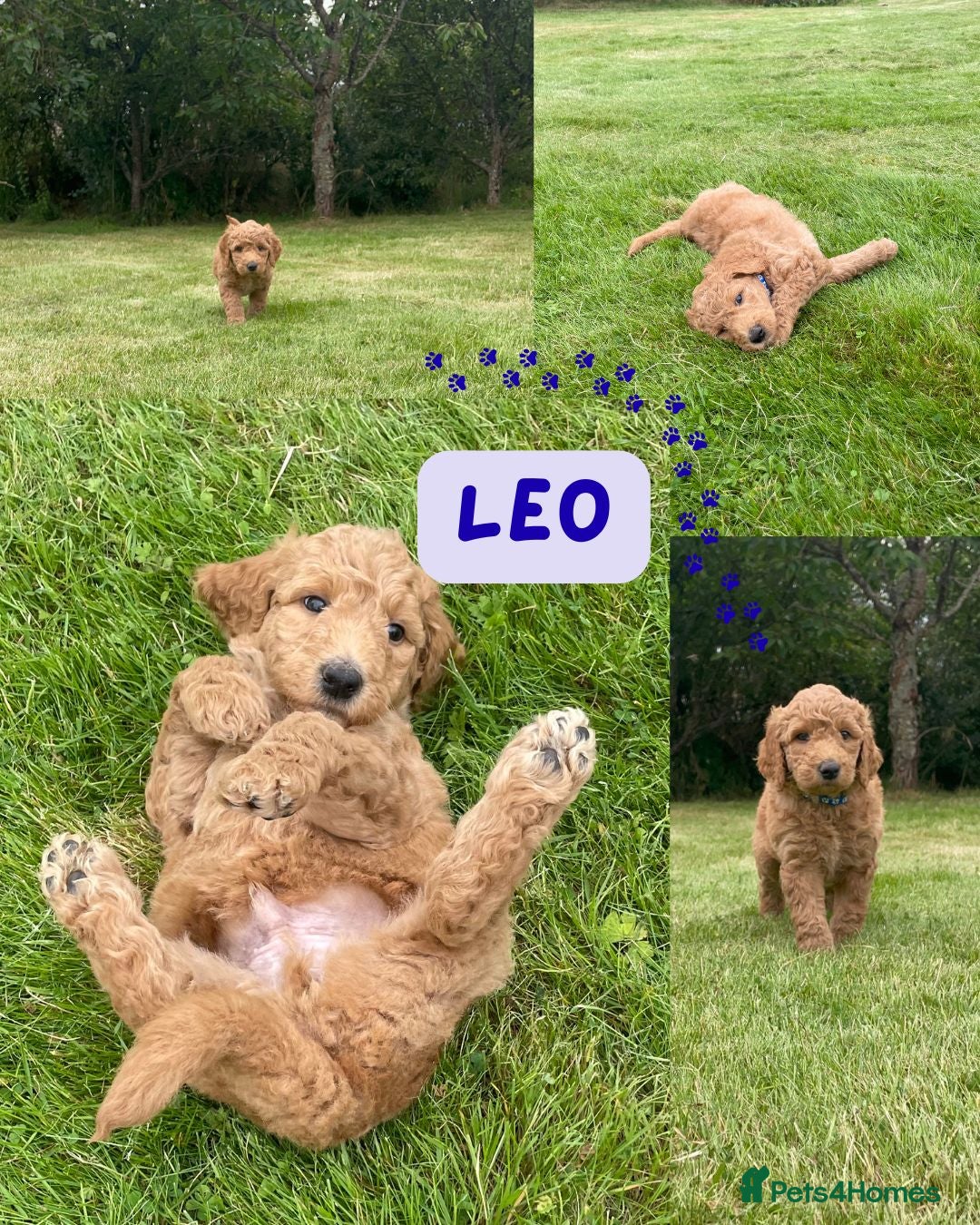 Australian Labradoodle dogs for sale: Australian Labradoodle puppies  - Image 26