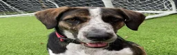 Mixed Breed dogs for adoption: WILSON - 2 years old, Hound Mix Boy in Atherstone - Advert 10