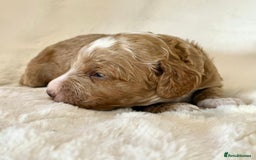 Cockapoo dogs for sale: F1b Miniature Cockapoo Pups Fully Health Tested - Advert 19