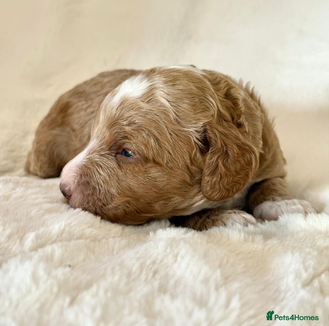 Cockapoo dogs for sale: F1b Miniature Cockapoo Pups Fully Health Tested - Advert 19