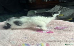Mixed Breed cats for sale: Fluffy kittens ready soon  - Image 18