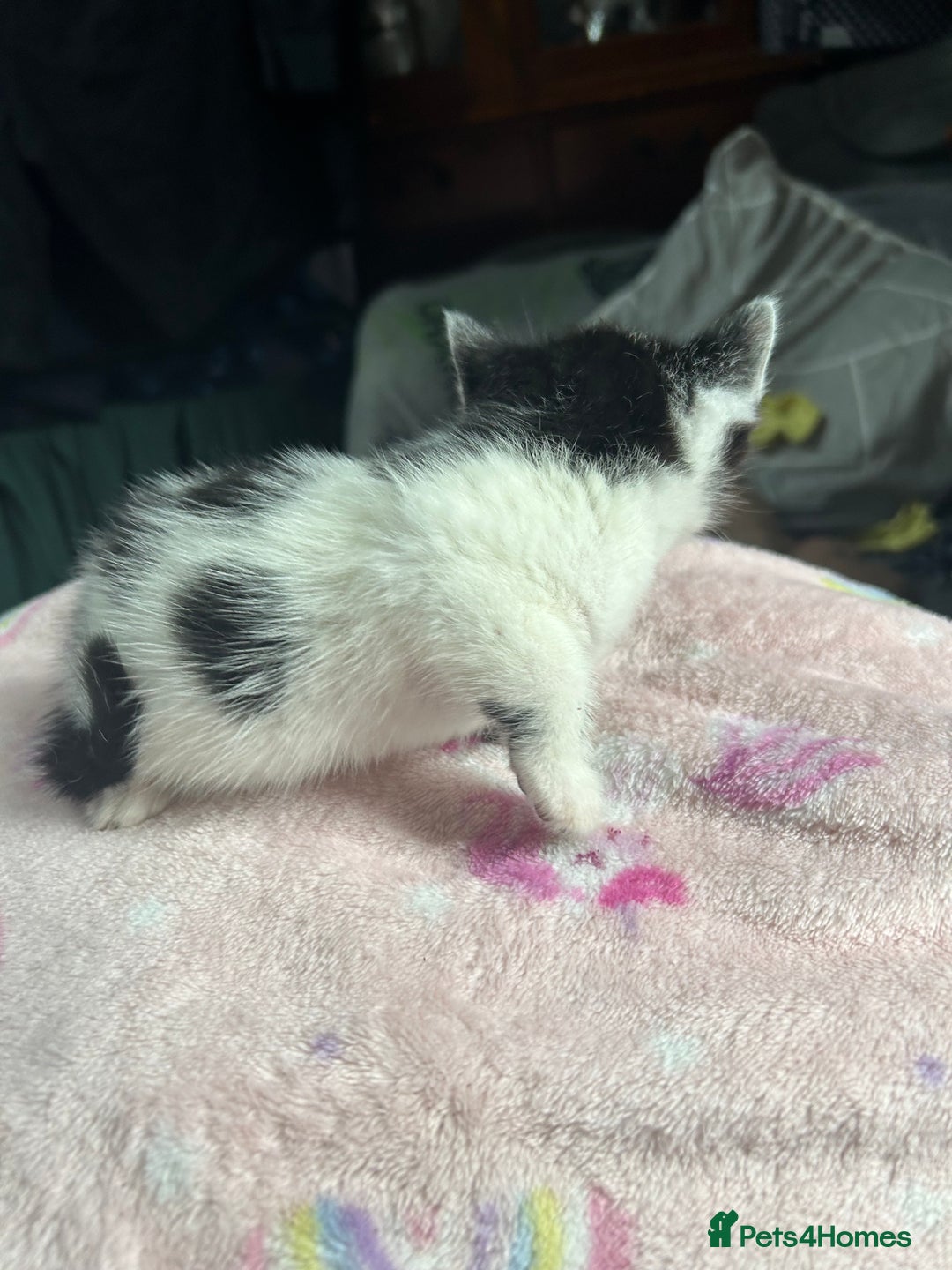 Mixed Breed cats for sale: Fluffy kittens ready soon  - Image 18