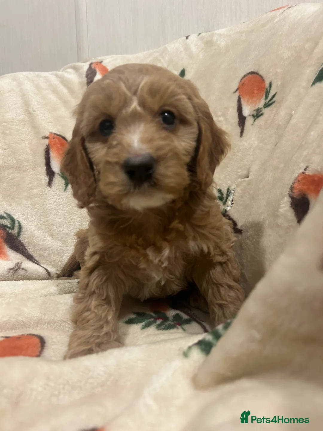 Cockapoo dogs for sale: Beautiful Red Cockerpoo Puppies - Advert 14