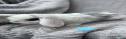 French Lop rabbits for sale: Beautiful French lops - Advert 2