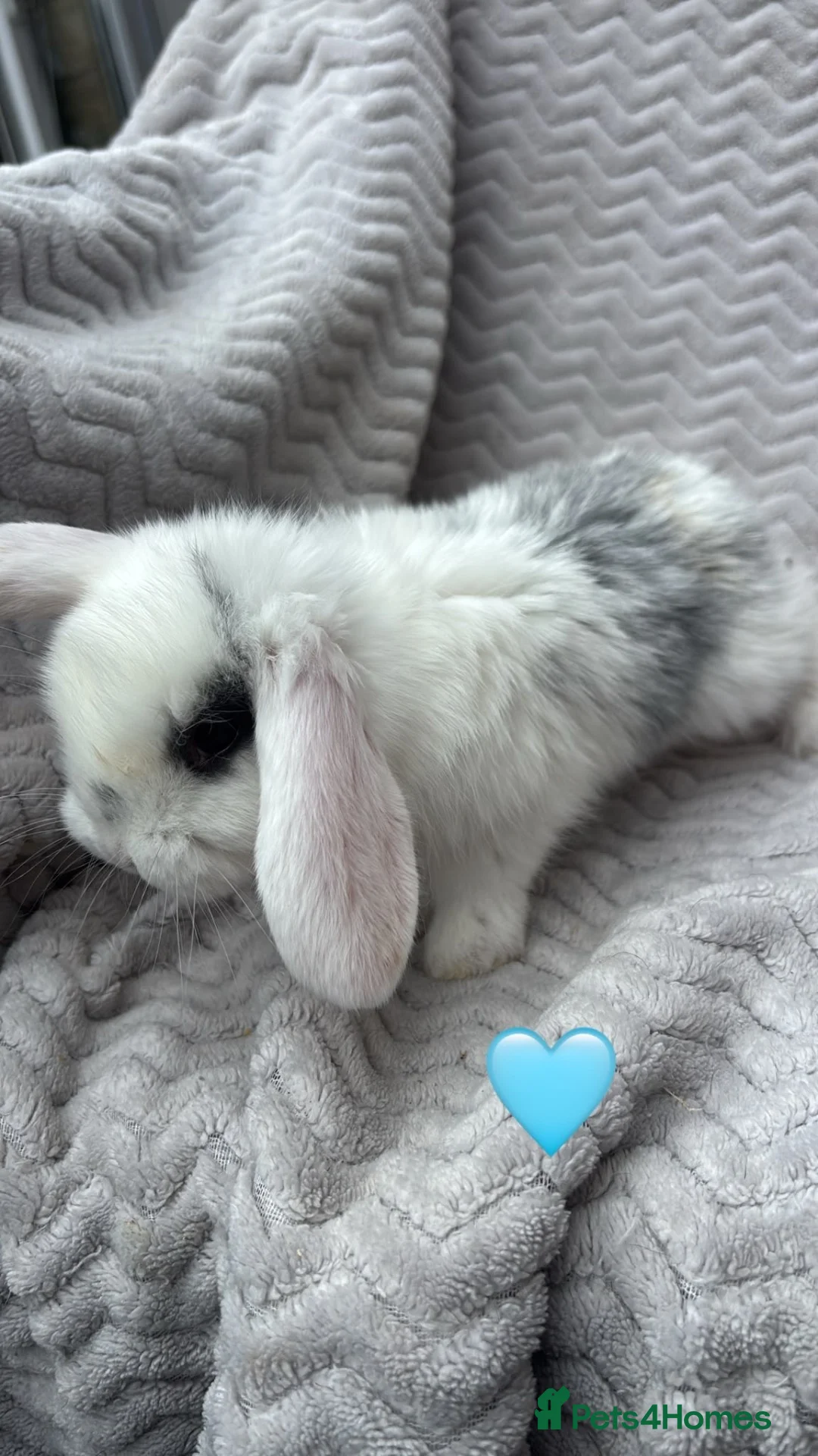 French Lop rabbits for sale: Beautiful French lops - Advert 2