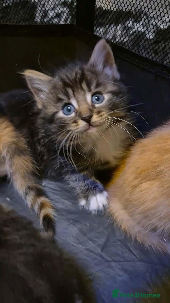 Mixed Breed cats  Kittens - Advert 10