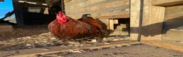 Chickens poultry for sale: Two bantam roosters for sale - Advert 2
