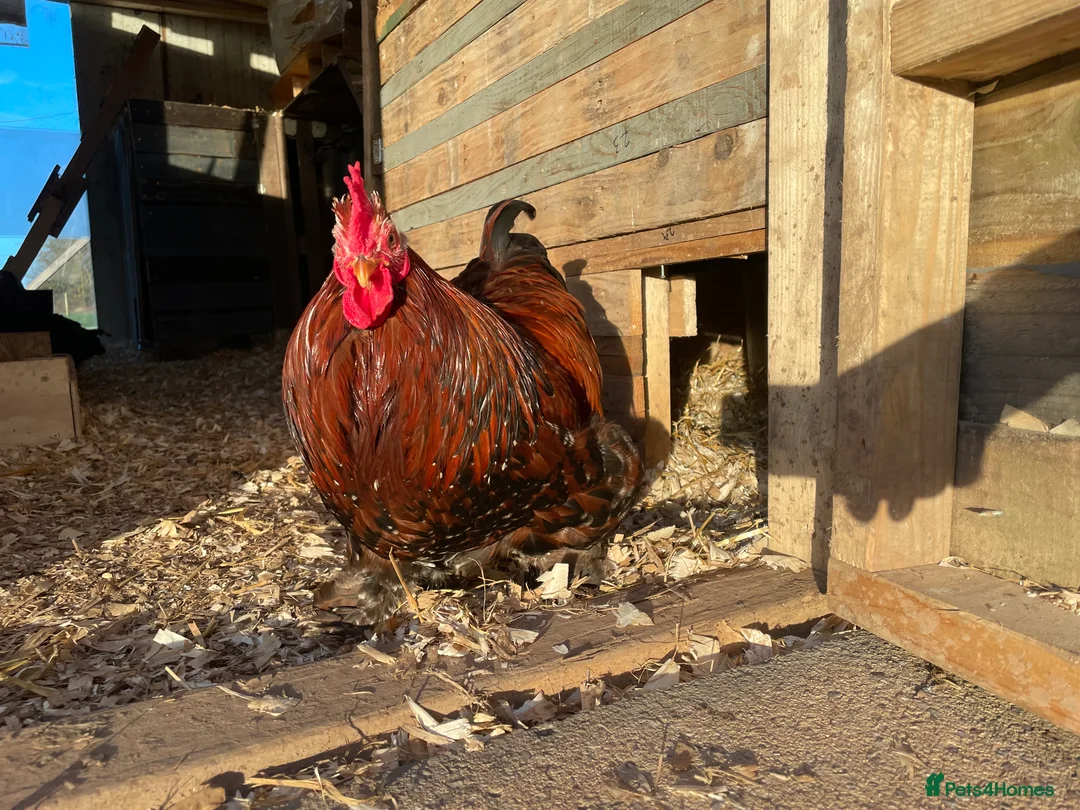 Chickens poultry for sale: Two bantam roosters for sale - Advert 2