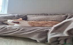 Mixed Breed cats for adoption: Lovely Theo is looking for a furever home - Image 9