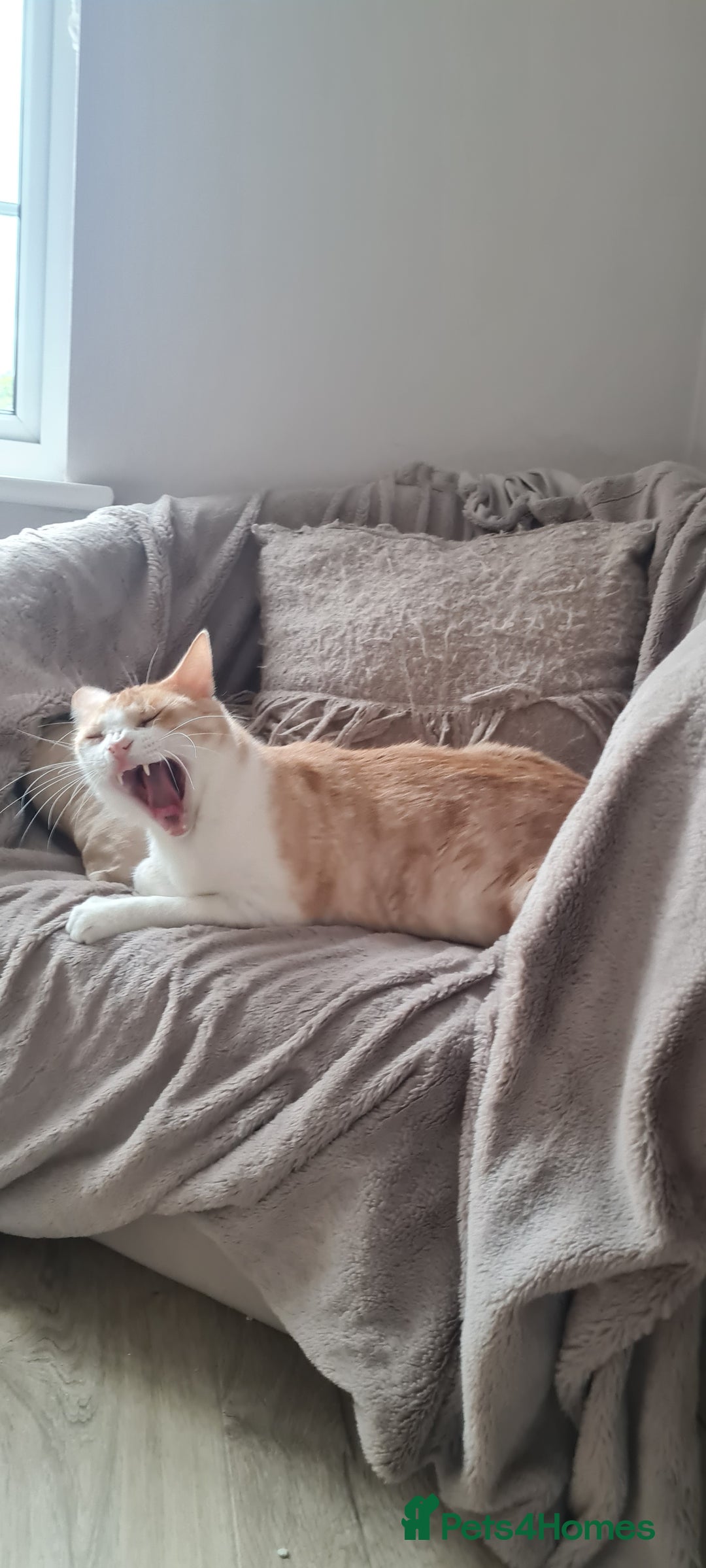 Mixed Breed cats for adoption: Lovely Theo is looking for a furever home - Image 9